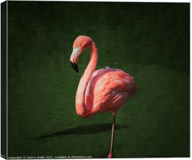 Caribbean Flamingo Canvas Print by Danny Wallis