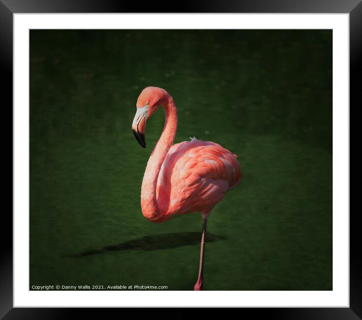 Caribbean Flamingo Framed Mounted Print by Danny Wallis