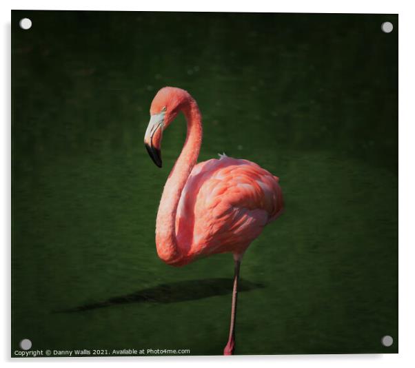 Caribbean Flamingo Acrylic by Danny Wallis
