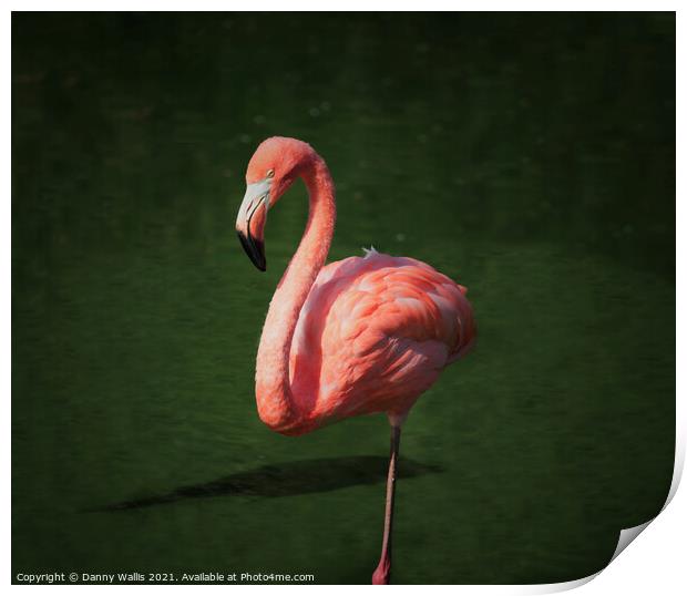 Caribbean Flamingo Print by Danny Wallis
