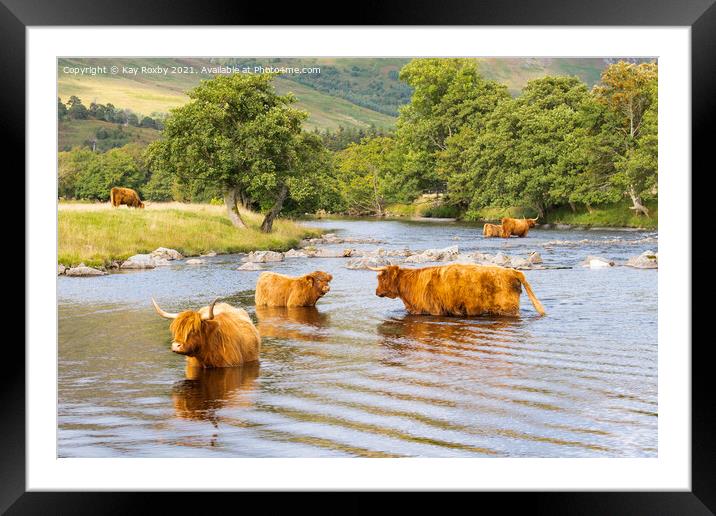 Highland Cattle Glen Lyon Scotland Framed Mounted Print by Kay Roxby
