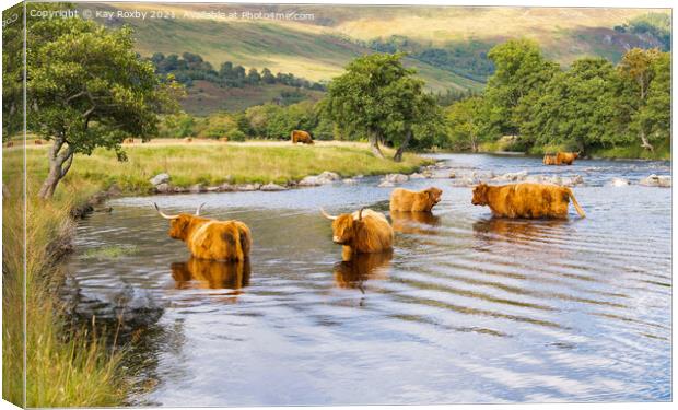 Scottish Highlands - highland cattle in summer Canvas Print by Kay Roxby