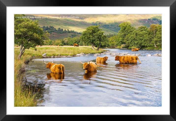 Scottish Highlands - highland cattle in summer Framed Mounted Print by Kay Roxby