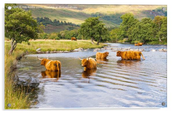 Scottish Highlands - highland cattle in summer Acrylic by Kay Roxby