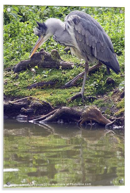 Ready to strike Acrylic by Howard Corlett