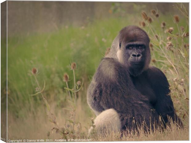 A Silverback Stare Canvas Print by Danny Wallis