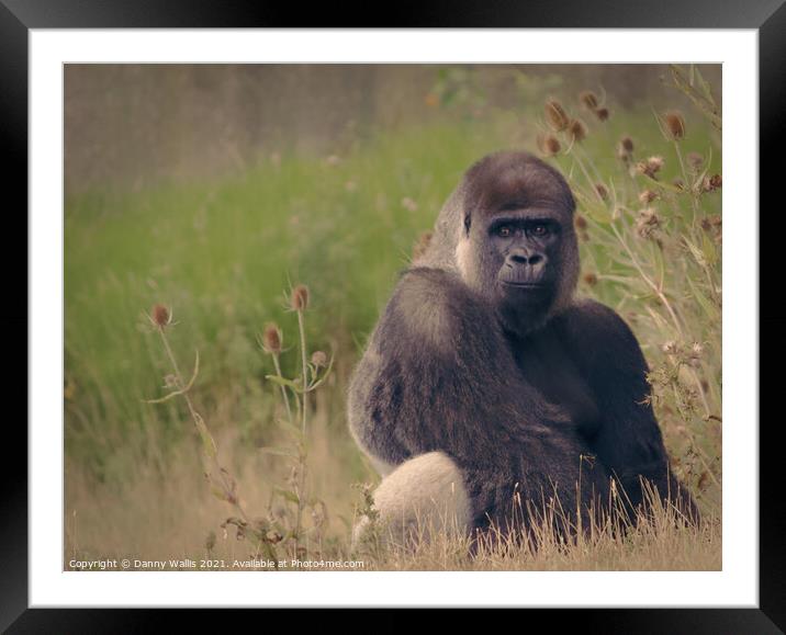 A Silverback Stare Framed Mounted Print by Danny Wallis