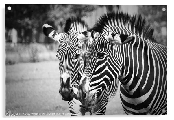 Black and white Stripes Acrylic by Danny Wallis