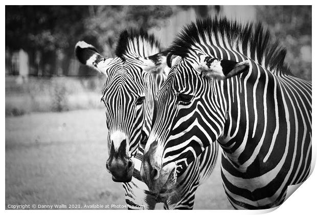 Black and white Stripes Print by Danny Wallis