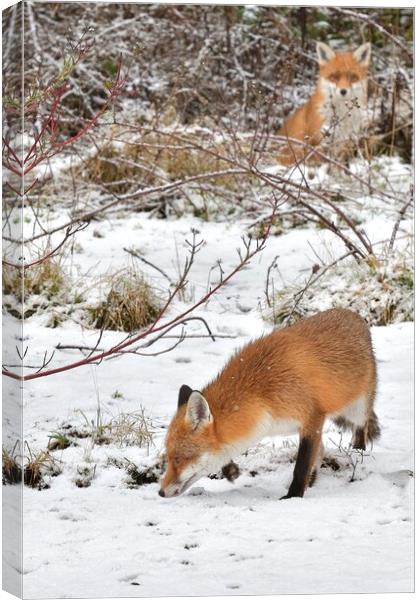 Red Fox looking for food in the snow  Canvas Print by Russell Finney