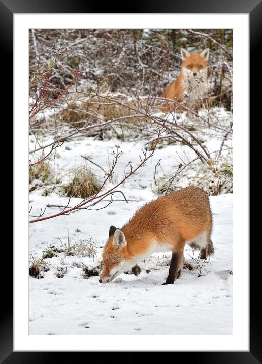 Red Fox looking for food in the snow  Framed Mounted Print by Russell Finney
