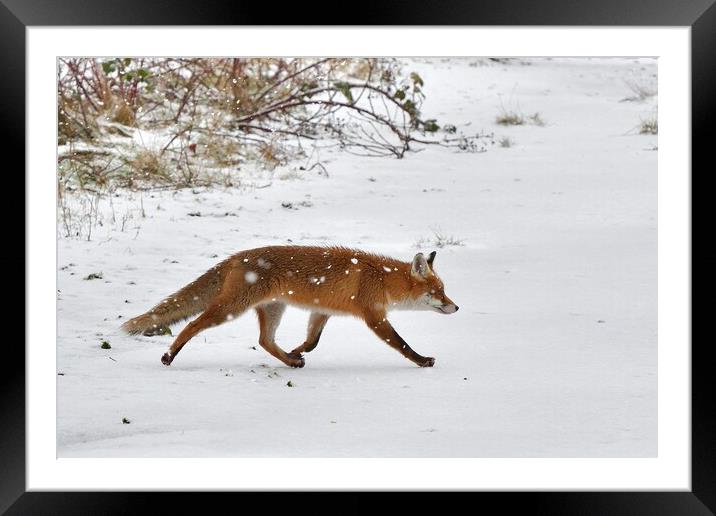 Fox crossing a field in the snow Framed Mounted Print by Russell Finney