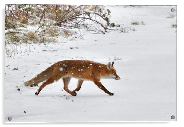 Fox crossing a field in the snow Acrylic by Russell Finney