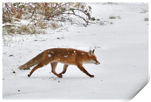 Fox crossing a field in the snow Print by Russell Finney
