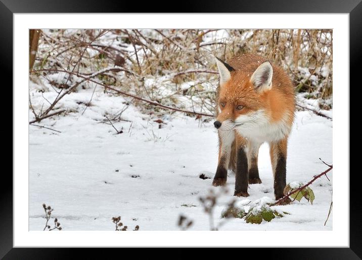 Red Fox looking for food in the snow  Framed Mounted Print by Russell Finney