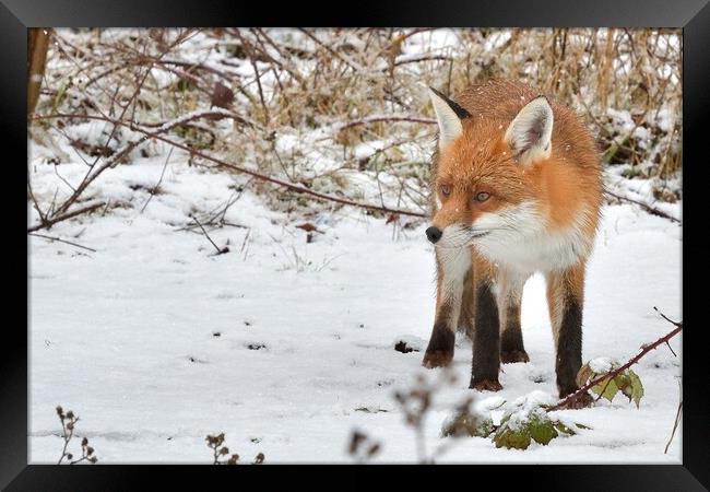 Red Fox looking for food in the snow  Framed Print by Russell Finney