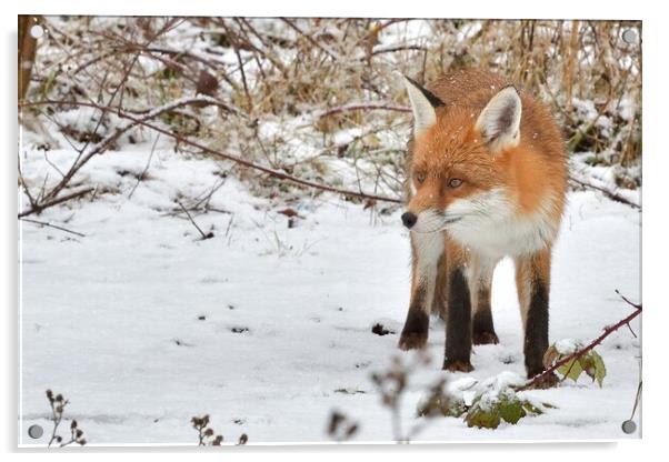 Red Fox looking for food in the snow  Acrylic by Russell Finney