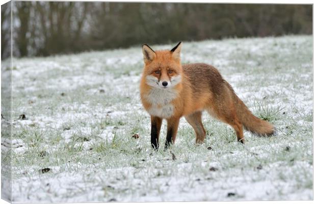 A fox in a snowy open field Canvas Print by Russell Finney