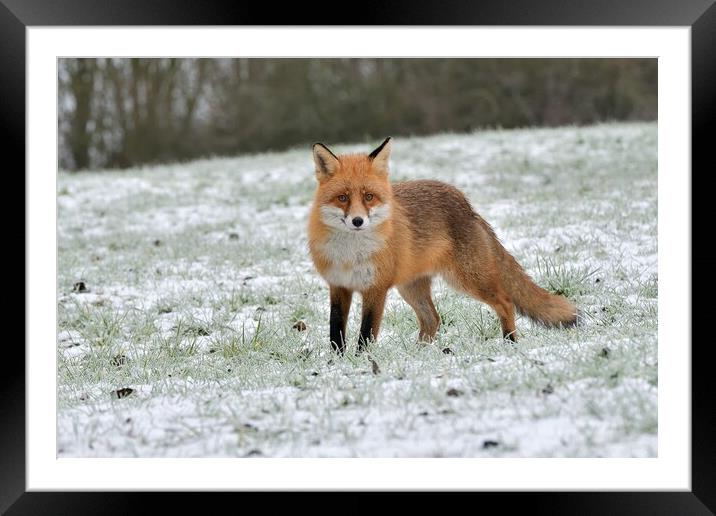 A fox in a snowy open field Framed Mounted Print by Russell Finney