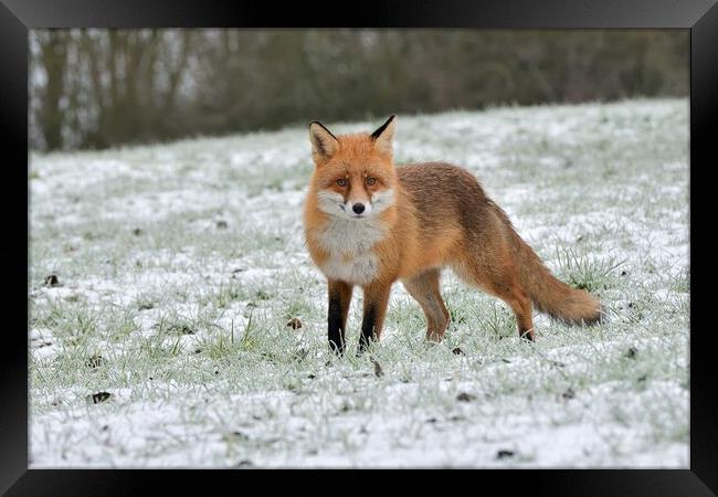 A fox in a snowy open field Framed Print by Russell Finney
