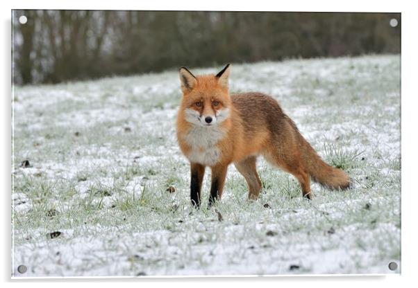 A fox in a snowy open field Acrylic by Russell Finney