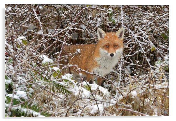 Red Fox looking for food in the snow  Acrylic by Russell Finney