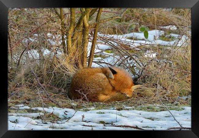 Red Fox resting in the snow Framed Print by Russell Finney