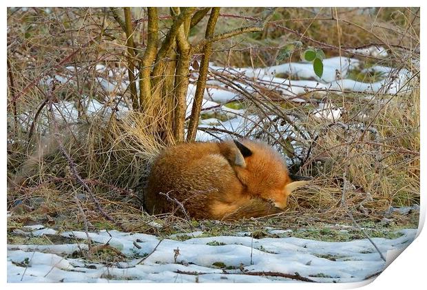 Red Fox resting in the snow Print by Russell Finney