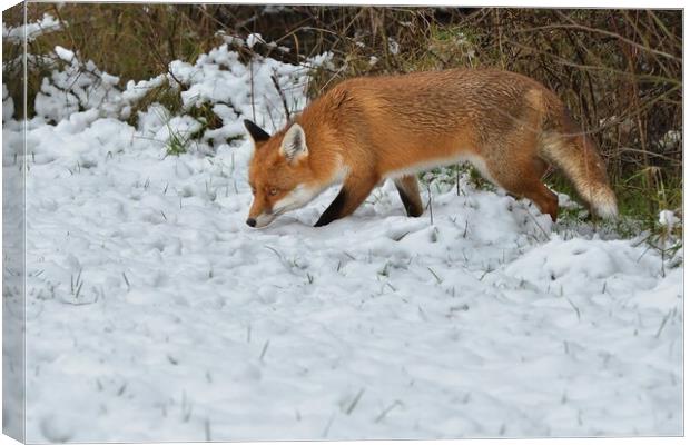 Red Fox looking for food in the snow  Canvas Print by Russell Finney