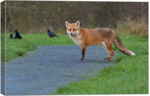 Red Fox (Vulpes Vulpes) on the edge of woodland path Canvas Print by Russell Finney