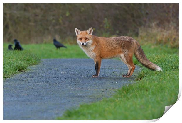Red Fox (Vulpes Vulpes) on the edge of woodland path Print by Russell Finney