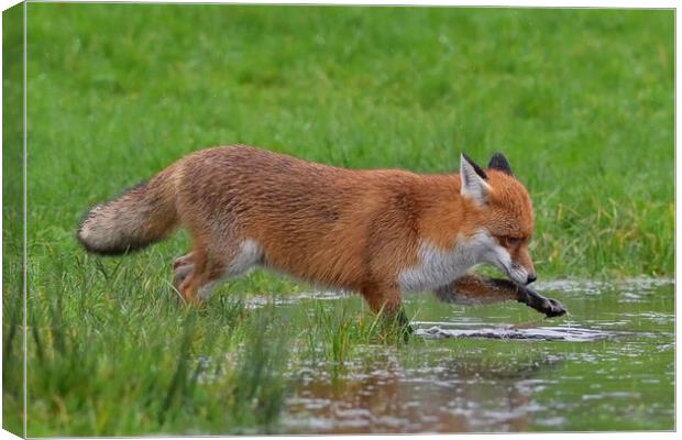 Red Fox (Vulpes Vulpes) drinking playing in a small pond Canvas Print by Russell Finney