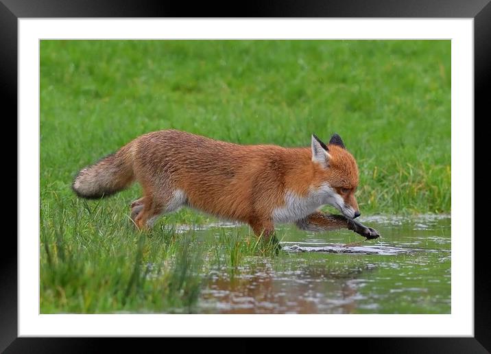 Red Fox (Vulpes Vulpes) drinking playing in a small pond Framed Mounted Print by Russell Finney