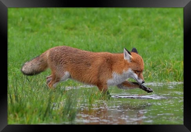Red Fox (Vulpes Vulpes) drinking playing in a small pond Framed Print by Russell Finney