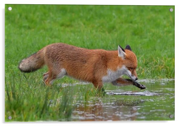 Red Fox (Vulpes Vulpes) drinking playing in a small pond Acrylic by Russell Finney