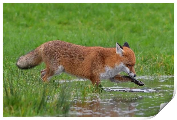 Red Fox (Vulpes Vulpes) drinking playing in a small pond Print by Russell Finney