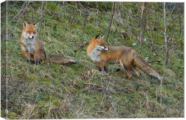 Male and female Red Fox (Vulpes Vulpes) on the edge of woodland Canvas Print by Russell Finney