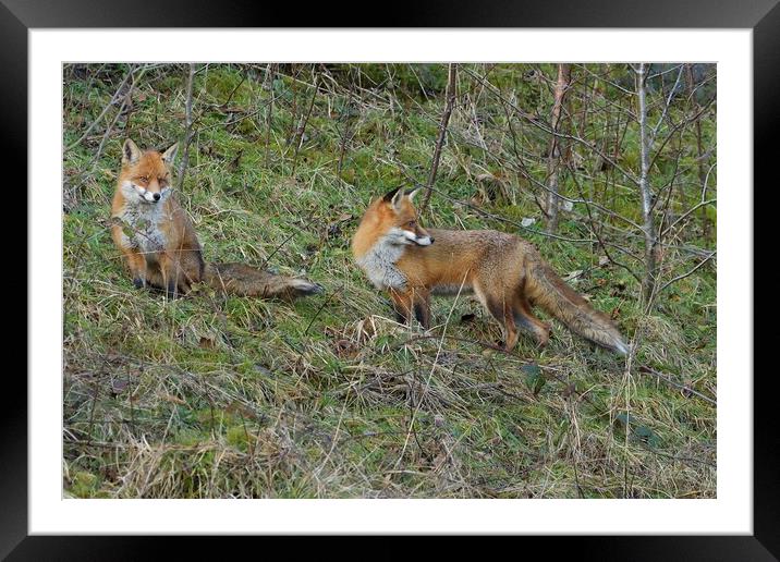 Male and female Red Fox (Vulpes Vulpes) on the edge of woodland Framed Mounted Print by Russell Finney
