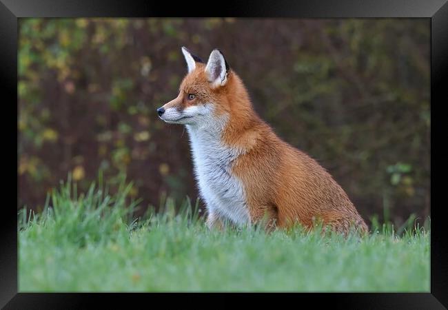 Red Fox (Vulpes Vulpes) in a lush green field  Framed Print by Russell Finney