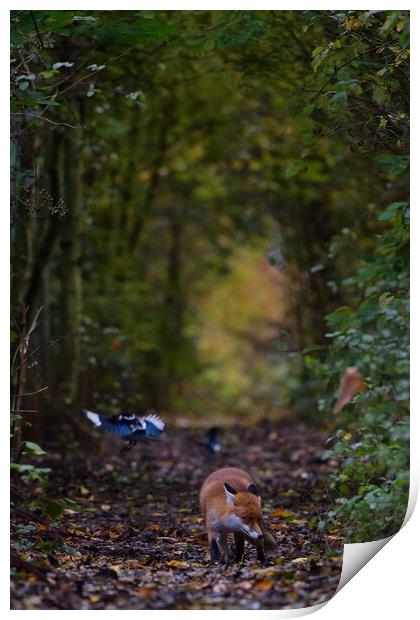Red Fox (Vulpes Vulpes) on the edge of woodland Print by Russell Finney