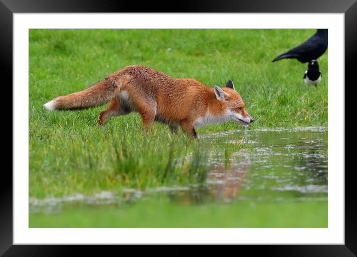 Red Fox (Vulpes Vulpes) drinking water from small pond Framed Mounted Print by Russell Finney