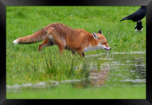 Red Fox (Vulpes Vulpes) drinking water from small pond Framed Print by Russell Finney