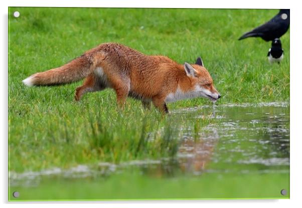 Red Fox (Vulpes Vulpes) drinking water from small pond Acrylic by Russell Finney