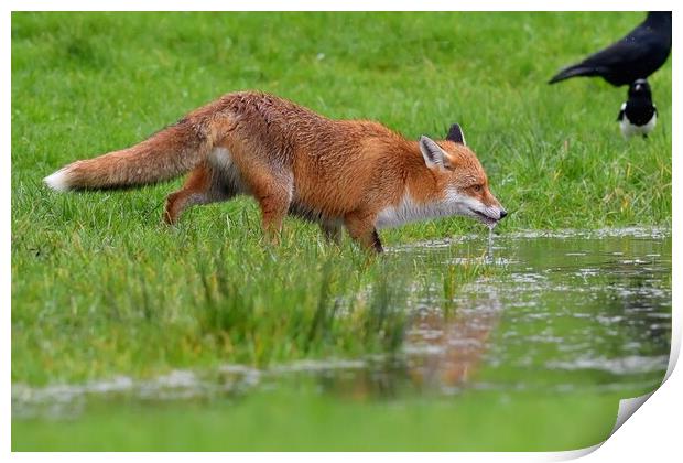 Red Fox (Vulpes Vulpes) drinking water from small pond Print by Russell Finney