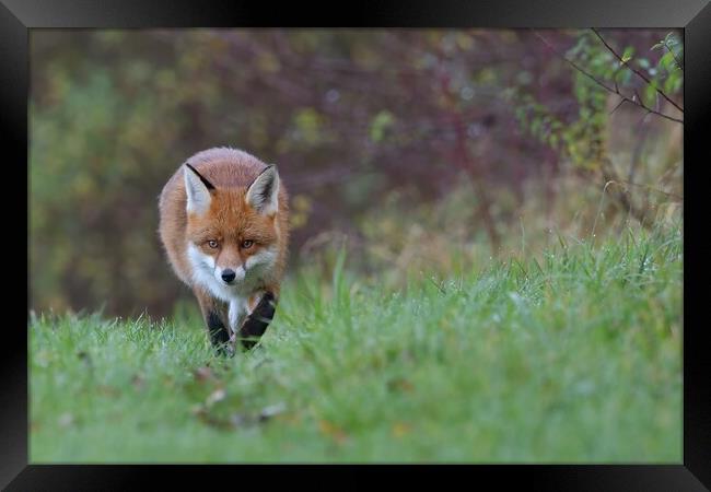 Red Fox (Vulpes Vulpes) on the edge of woodland Framed Print by Russell Finney