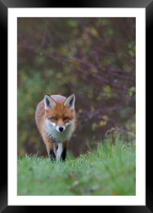 Red Fox (Vulpes Vulpes) on the edge of woodland Framed Mounted Print by Russell Finney