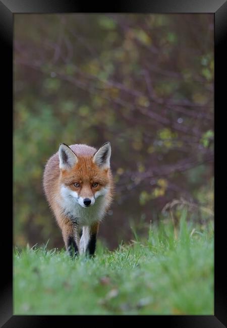 Red Fox (Vulpes Vulpes) on the edge of woodland Framed Print by Russell Finney