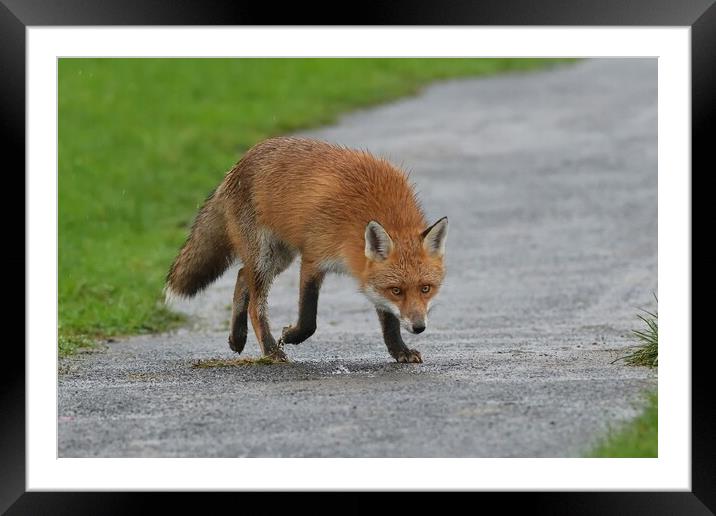 Red Fox (Vulpes Vulpes) close up in the rain Framed Mounted Print by Russell Finney
