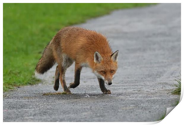 Red Fox (Vulpes Vulpes) close up in the rain Print by Russell Finney