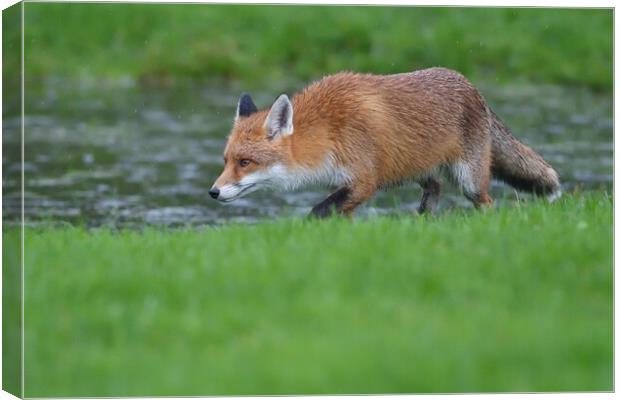 Red Fox (Vulpes Vulpes) walking on the edge of a small pond Canvas Print by Russell Finney